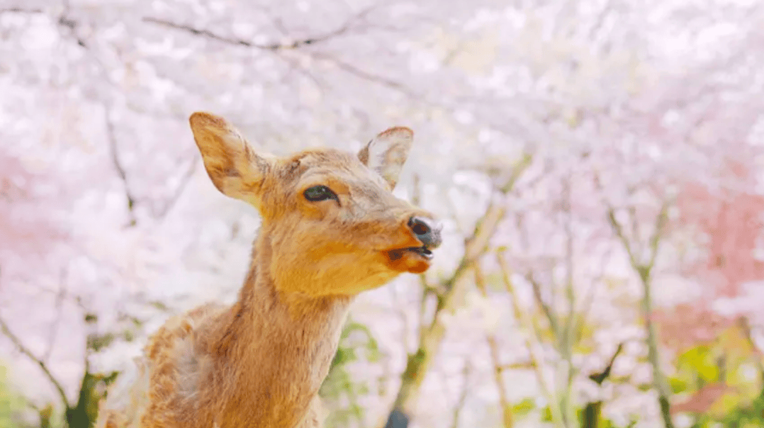 4月旅游｜6. 日本关西赏樱热点